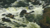 PICTURES/New River Gorge National River - WV/t_Sandstone Falls10.JPG